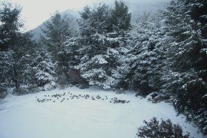 ducks feeding in the back yard