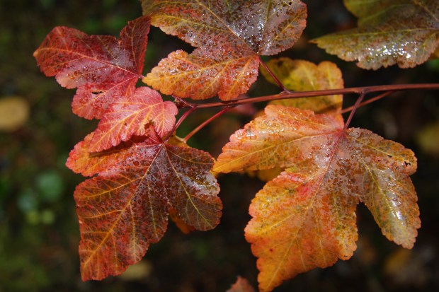 Ninebark Leaves