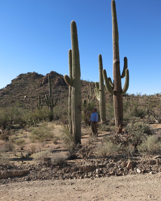 Me in the shadow of a Saguaro along the Bajada Loop road