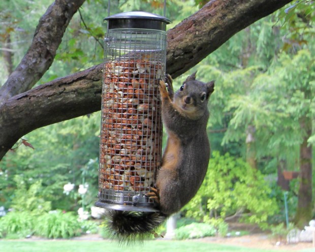 Our squirrel on his peanut feeder