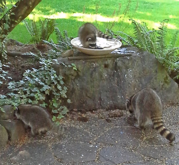 Raccoons1