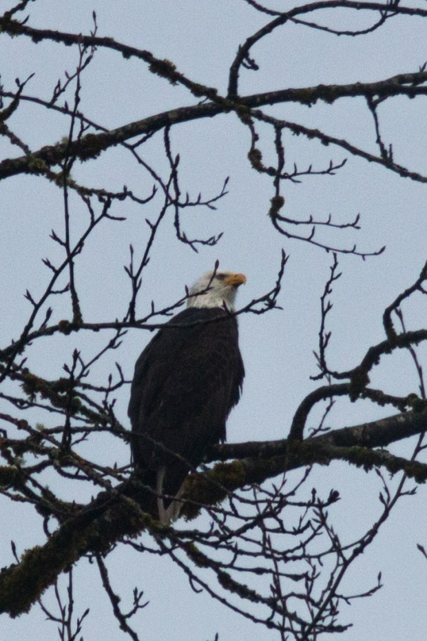 Bald_Eagle_in_tree