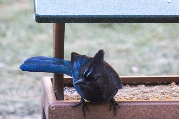Stellar's Jay on the Patio Feeder