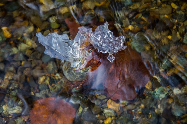 Leaf Frozen in Our Creek