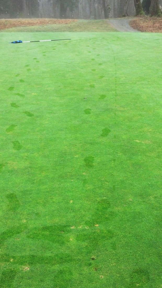 Mt. Si 15th green with the trail of my putt in the dew.