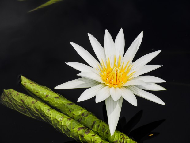 Waterlily