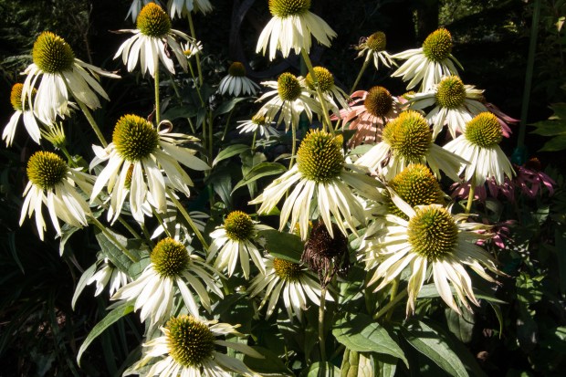 Echinacea_682