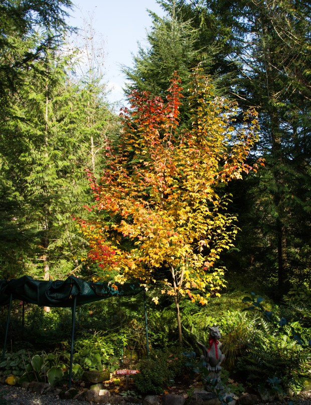 Maple_in_Shady_Lane