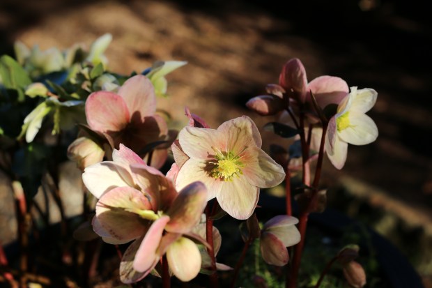 pink_hellebore