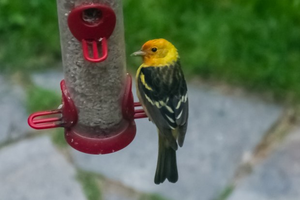 Tanager_0462