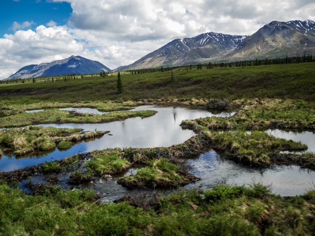 beaver_dams_on_train_to_Denali_0564 (1 of 1)