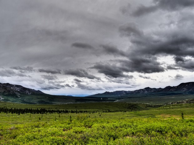 Denali_meadow_0600