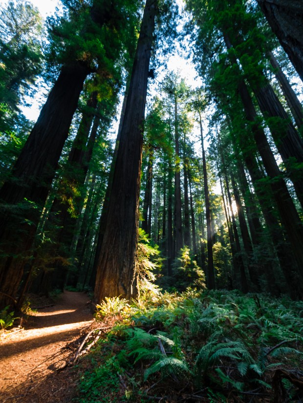 Gould Grove Nature Trail