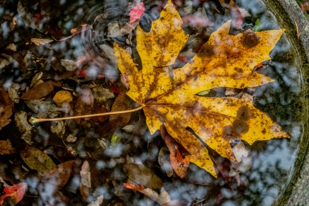 Maple leaf in the bird bath