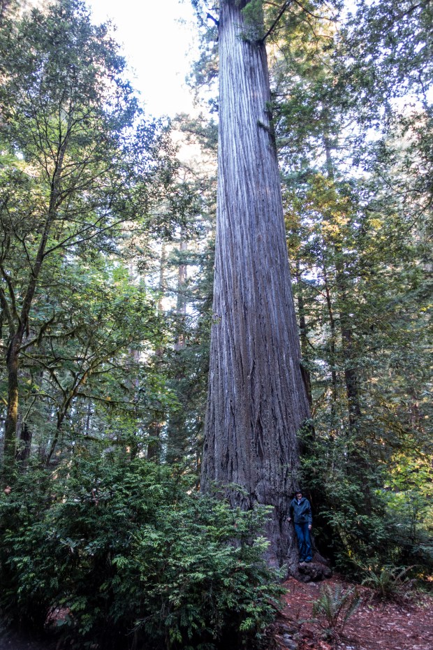 Trisha at Stout Grove