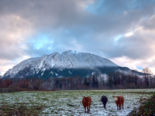 Mt_Si_w_cows_10154