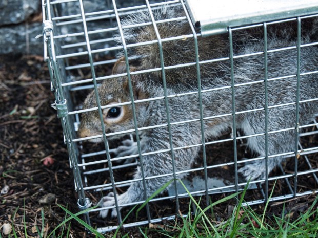squirrel_in_trap_10740