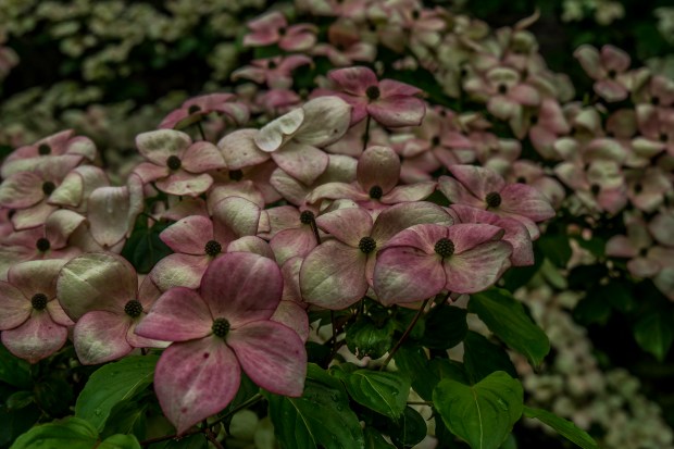 dogwood_blossoms_1020571