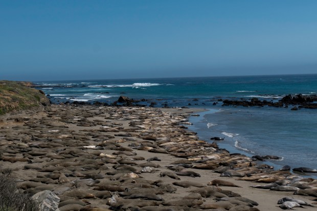 elephant_seals_1020508