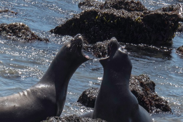 elephant_seals_20518