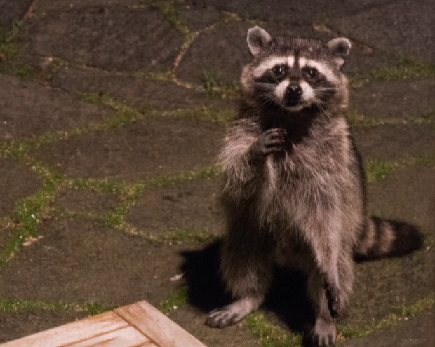raccoon_1030069