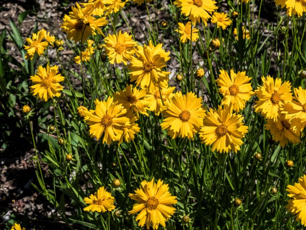 yellow-flowers_1010934