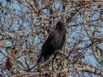 issaquah_crow_1060090b