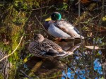 mallards_1060121
