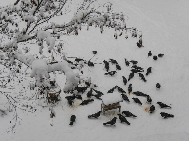 crows_in_snow_1060130