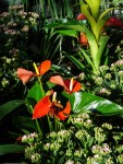 abq_botanic_garden_1000044