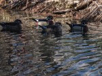 wood_ducks_1000036