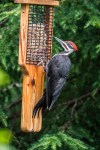woodpecker_1040218