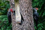 woodpeckers_1040169
