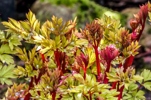 bleeding_hearts_0488