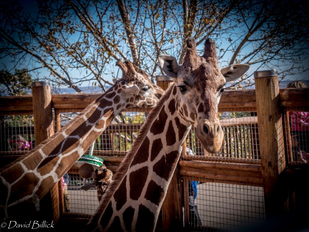 giraffe_1020215