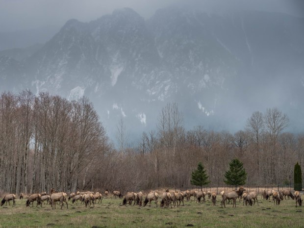 elk_herd_1000305